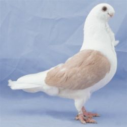 MEWKA NIEMIECKA TARCZOWA2